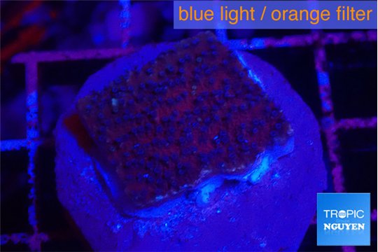 Montipora purple & blue polyps 2-3 cm WYSIWYG acclimaté