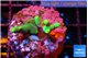 Acropora caroliniana banana 2-3 cm WYSIWYG acclimaté