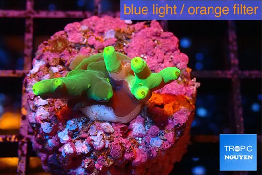 Acropora caroliniana banana 2-3 cm WYSIWYG acclimaté
