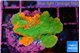 Montipora graphted 3-4 cm WYSIWYG acclimaté