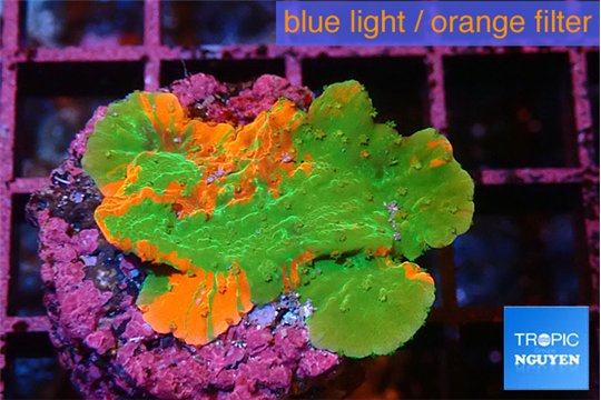 Montipora graphted 3-4 cm WYSIWYG acclimaté