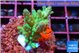Acropora green 3-4 cm WYSIWYG acclimaté