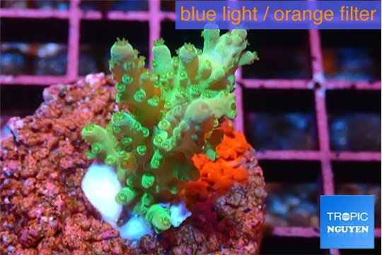 Acropora green 3-4 cm WYSIWYG acclimaté