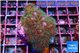 Pocillopora damicornis green & pink tip 3-5 cm WYSIWYG acclimaté