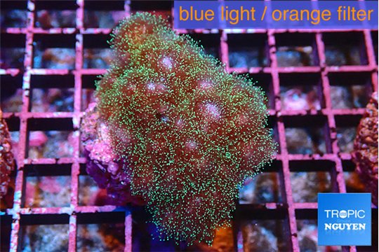 Pocillopora damicornis green & pink tip 3-5 cm WYSIWYG acclimaté