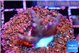 Acropora pink Fijii 2-3 cm WYSIWYG acclimaté