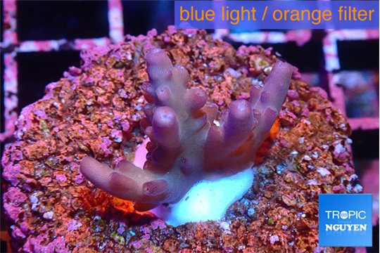 Acropora pink Fijii 2-3 cm WYSIWYG acclimaté