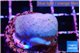 Sarcophython full neon green polyps Australia 3-4 cm WYSIWYG acclimaté