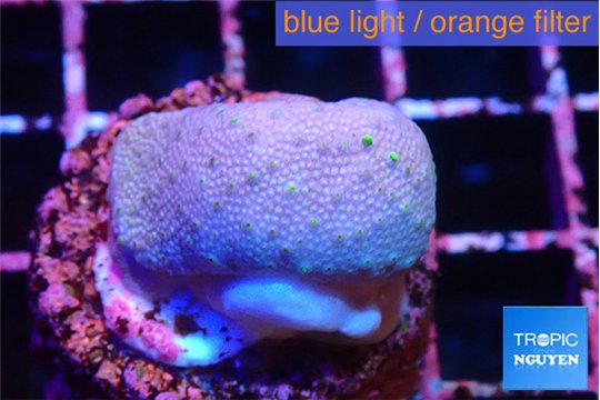 Sarcophython full neon green polyps Australia 3-4 cm WYSIWYG acclimaté