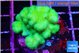 Pocillopora verrucosa toxic green 3-4 cm WYSIWYG acclimaté