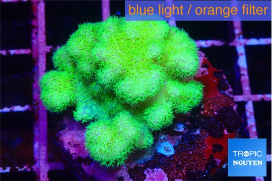 Pocillopora verrucosa toxic green 3-4 cm WYSIWYG acclimaté
