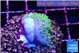 Sarcophython full neon green polyps Australia 2-3 cm WYSIWYG acclimaté