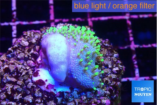 Sarcophython full neon green polyps Australia 2-3 cm WYSIWYG acclimaté