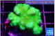 Pocillopora verrucosa toxic green 3-4 cm WYSIWYG acclimaté