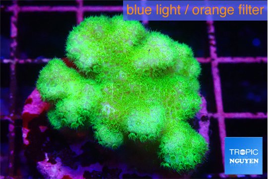 Pocillopora verrucosa toxic green 3-4 cm WYSIWYG acclimaté