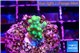 Acropora green & yellow polyps 1-2 cm WYSIWYG acclimaté