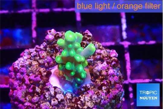 Acropora green & yellow polyps 1-2 cm WYSIWYG acclimaté