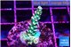 Acropora green ice & pink tip 2-3 cm WYSIWYG acclimaté