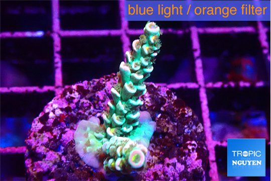Acropora green ice & pink tip 2-3 cm WYSIWYG acclimaté