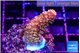 Acropora sunset neon toxic green polyps premium 2-3 cm WYSIWYG acclimaté