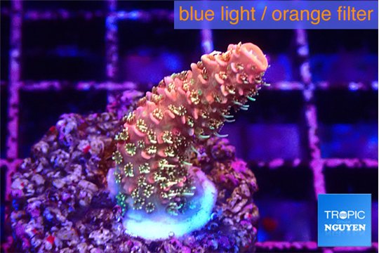 Acropora sunset neon toxic green polyps premium 2-3 cm WYSIWYG acclimaté