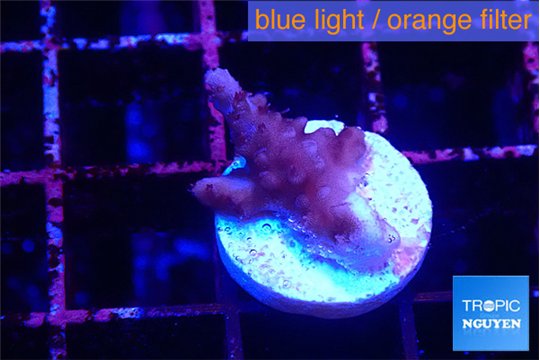 Acropora purple 1-2 cm WYSIWYG acclimaté