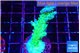 Acropora green blue ice Fijii 4-5 cm WYSIWYG acclimaté