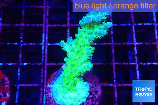 Acropora green blue ice Fijii 4-5 cm WYSIWYG acclimaté