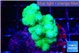 Pocillopora verrucosa toxic green 2-3 cm WYSIWYG acclimaté