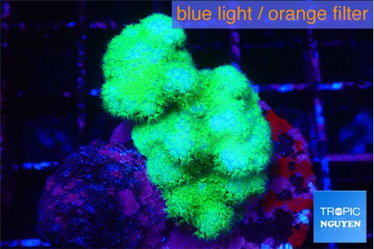 Pocillopora verrucosa toxic green 2-3 cm WYSIWYG acclimaté