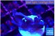 Acropora jaquelinae purple 2-3 cm WYSIWYG acclimaté