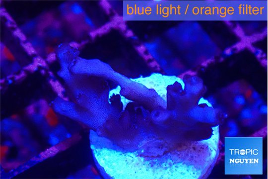 Acropora jaquelinae purple 2-3 cm WYSIWYG acclimaté