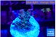Acropora purple & green ice polyps 1-2 cm WYSIWYG acclimaté