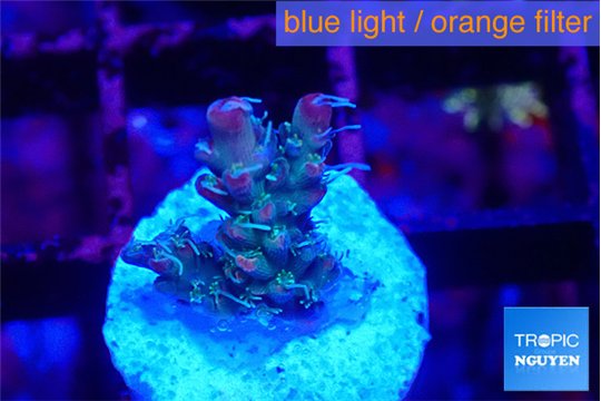 Acropora purple & green ice polyps 1-2 cm WYSIWYG acclimaté