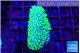 Sarcophython full neon green polyps Australia 3-5 cm WYSIWYG acclimaté