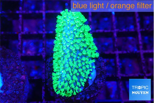 Sarcophython full neon green polyps Australia 3-5 cm WYSIWYG acclimaté