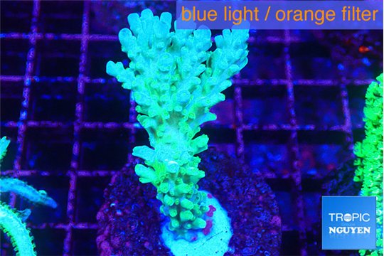 Acropora green blue ice Fijii 4-5 cm WYSIWYG acclimaté