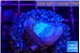 Sarcophython full neon green polyps Australia 2-3 cm WYSIWYG acclimaté