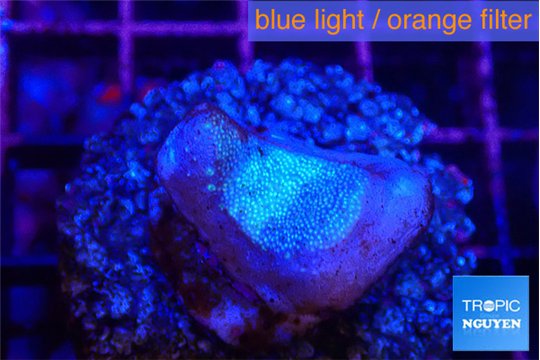 Sarcophython full neon green polyps Australia 2-3 cm WYSIWYG acclimaté