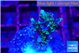 Acropora joker 2-3 cm WYSIWYG acclimaté
