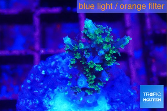 Acropora joker 2-3 cm WYSIWYG acclimaté