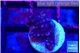 Acropora purple 2 cm WYSIWYG acclimaté