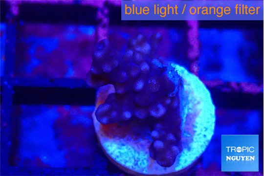 Acropora purple 2 cm WYSIWYG acclimaté