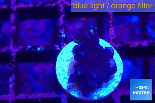 Acropora purple 2 cm WYSIWYG acclimaté