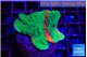 Montipora graphted 3-4 cm WYSIWYG acclimaté