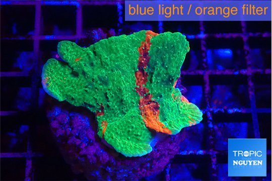 Montipora graphted 3-4 cm WYSIWYG acclimaté