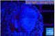 Sarcophython full neon green polyps Australia 3-4 cm WYSIWYG acclimaté