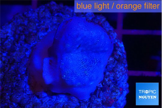 Sarcophython full neon green polyps Australia 3-4 cm WYSIWYG acclimaté