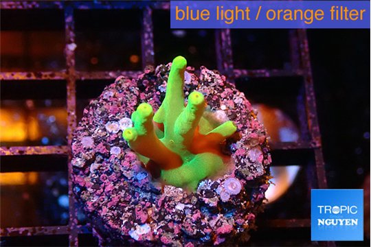 Acropora caroliniana banana 2-3 cm WYSIWYG acclimaté