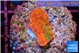 Montipora graphted frag 2 cm WYSIWYG acclimaté